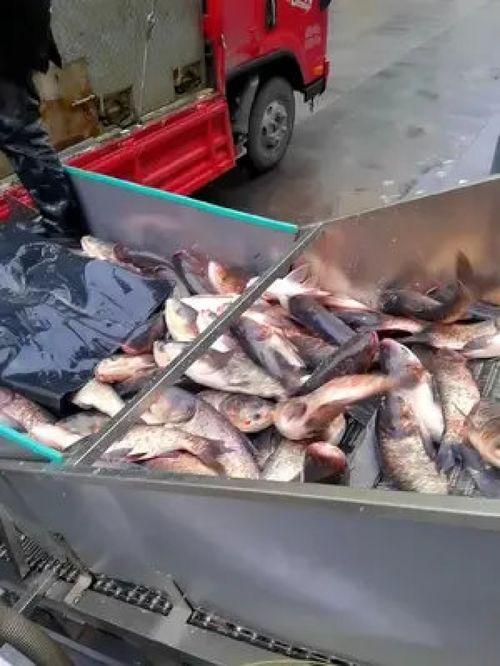 科技與傳統(tǒng)的交匯 從源頭工廠的魚頭制品到現(xiàn)代生活的小家電